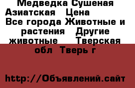 Медведка Сушеная Азиатская › Цена ­ 1 400 - Все города Животные и растения » Другие животные   . Тверская обл.,Тверь г.